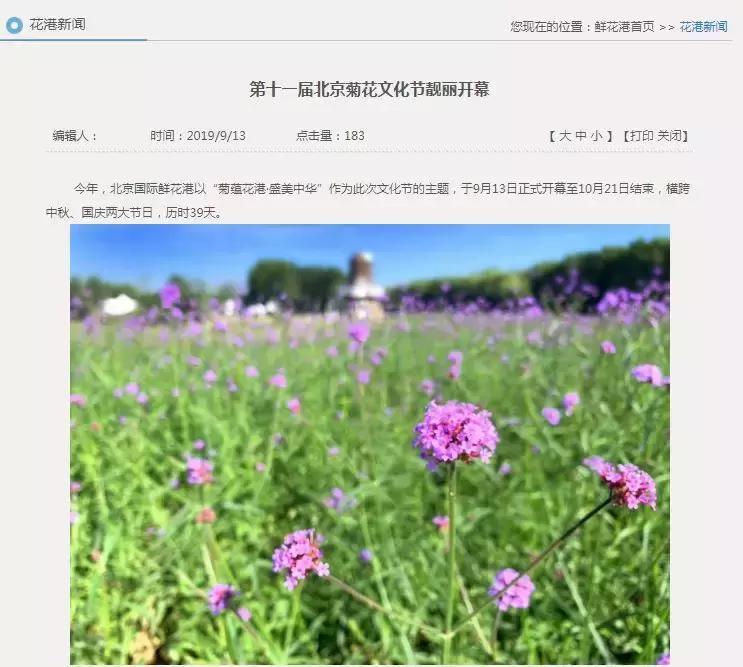 最美的菊花品种大全及价格,世界上最美的八十种菊花大全