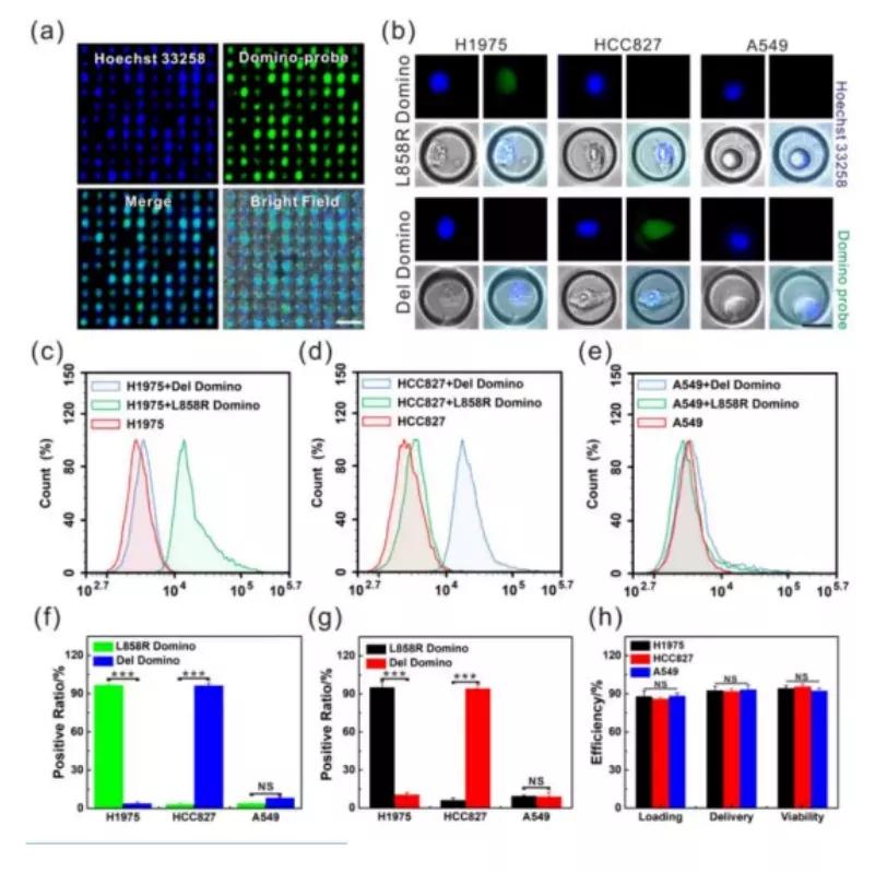 北航教授研发纳米芯片，30分钟即可解析肺癌细胞基因突变|专访