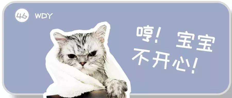 猫咪为什么讨厌洗脚呢,为什么猫咪讨厌水啊