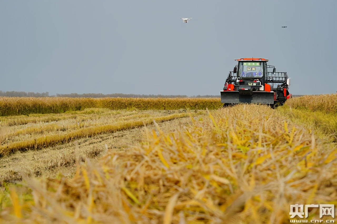 碧桂园精准扶贫基地,碧桂园乡村振兴大赛