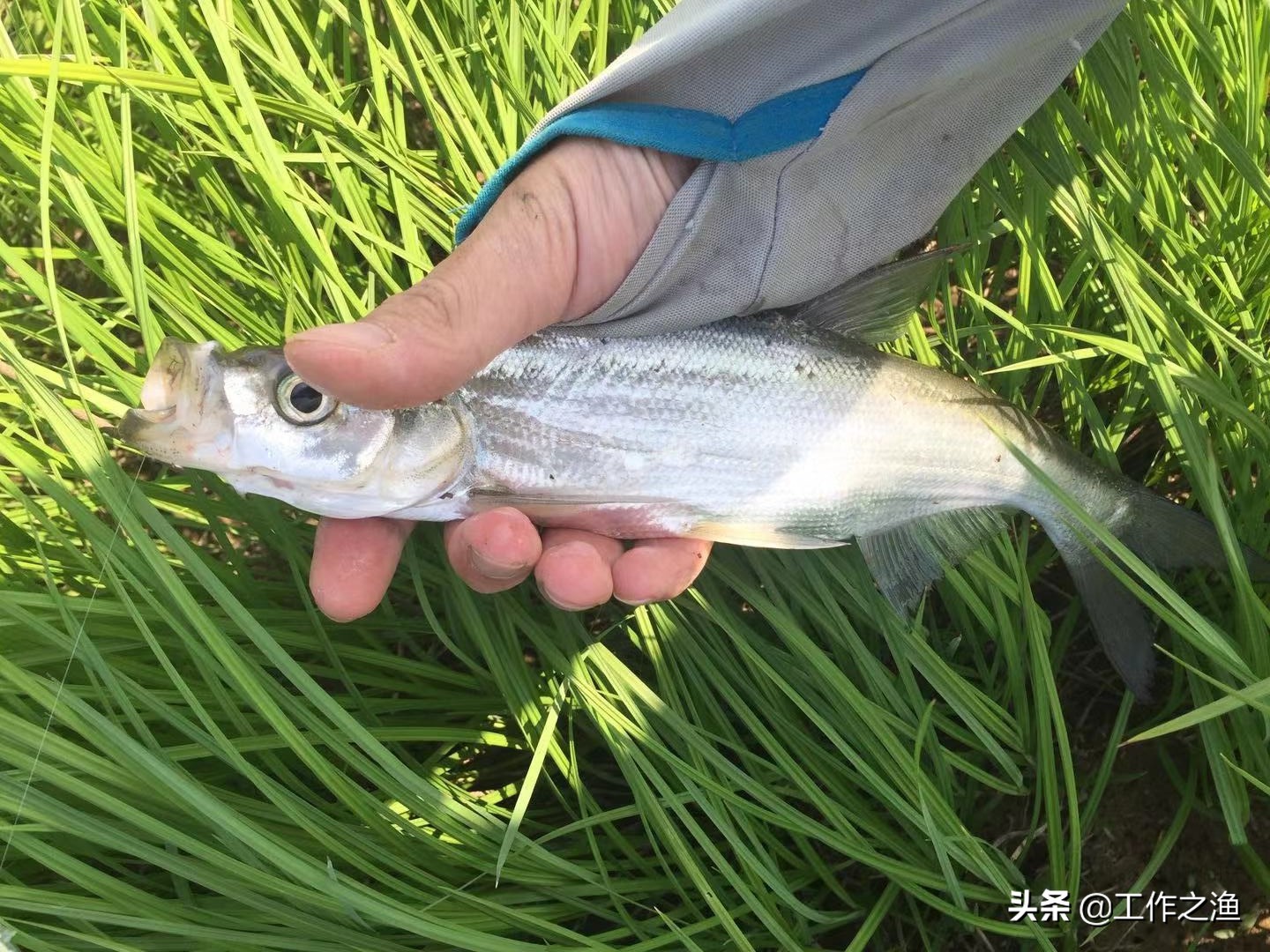 4月野河路亚翘嘴手法和技巧,野钓3.6翘嘴的方法