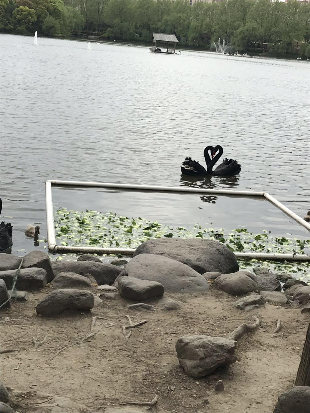 上海野生动物园太阳广场节目安排,上海野生动物园建议游玩时间