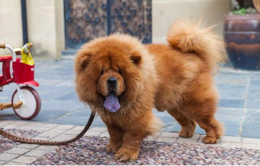 松狮缺点,养松狮的十大痛苦