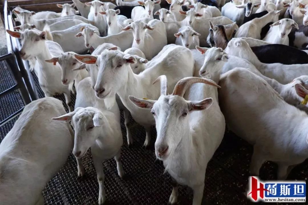 近1000只澳洲“羊妞”乘专机空降太原2018年已连续引进三批次