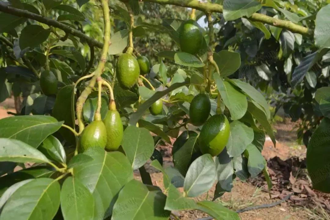 牛油果是热门表款吗,牛油果适合在什么地方种植