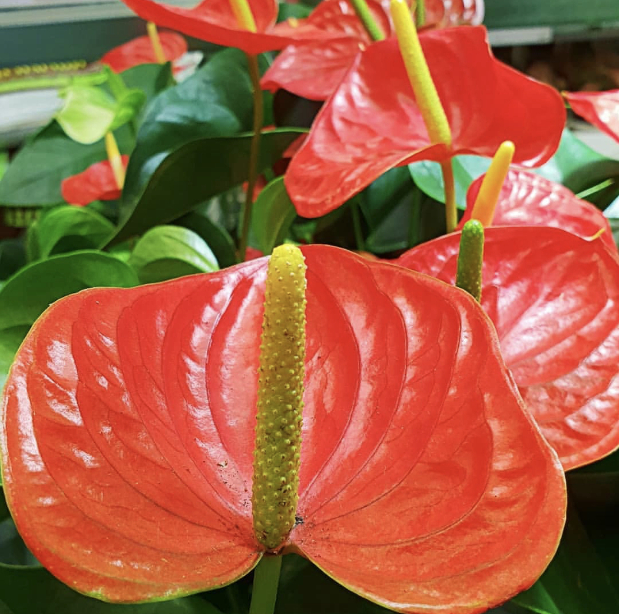 买花时，你“脸盲”了吗？一篇文章分清红掌、火鹤、花烛和安祖