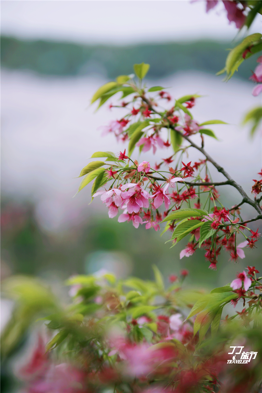 武汉东湖樱花园是世界几大樱花园,世界三大樱花园