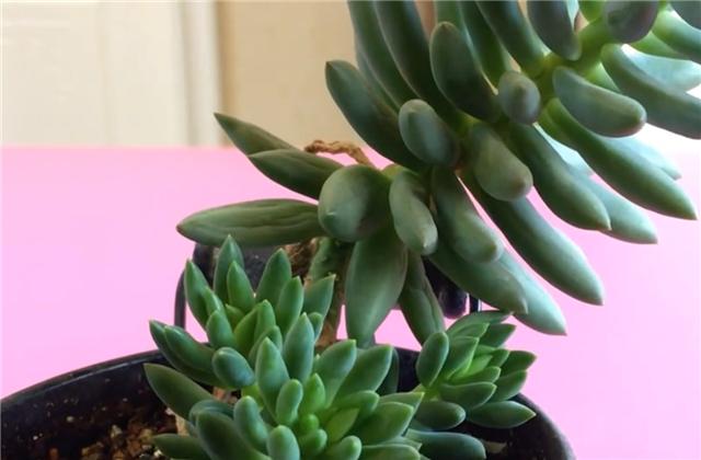 千佛手叶片上有黑点还掉叶怎么办,千佛手一直不长怎么回事