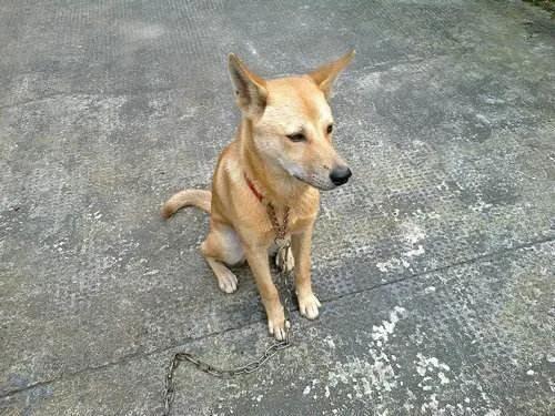 狗子腿麻是什么原因,狗腿关节红肿是什么症状