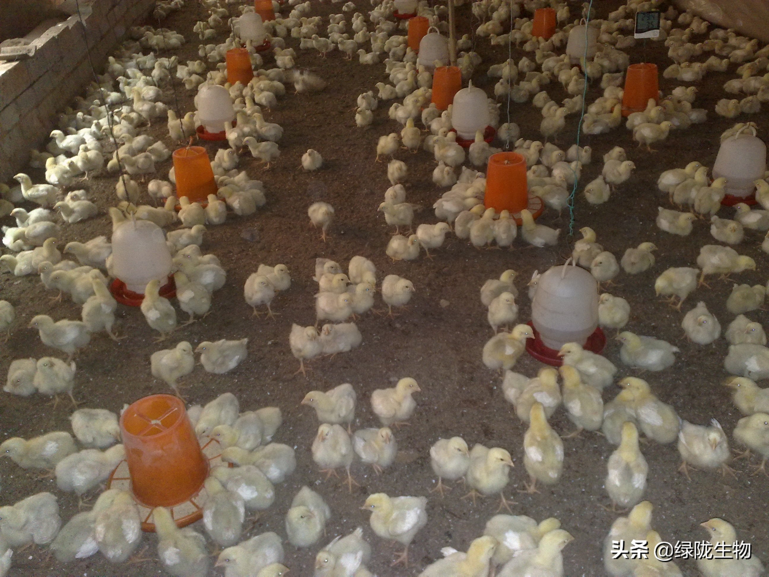 夏天养鸡用发酵床是不是很热,发酵床养鸡专用发酵菌怎么做