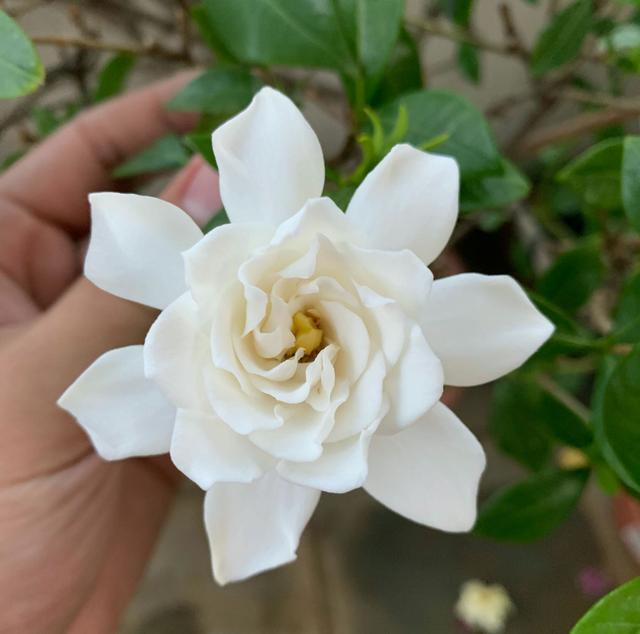 栀子怎么养才能开花,栀子如何养才能开花