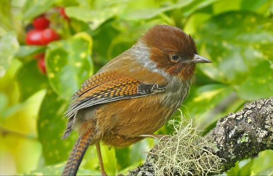 东江揽胜,惠州淡水常见鸟类图谱