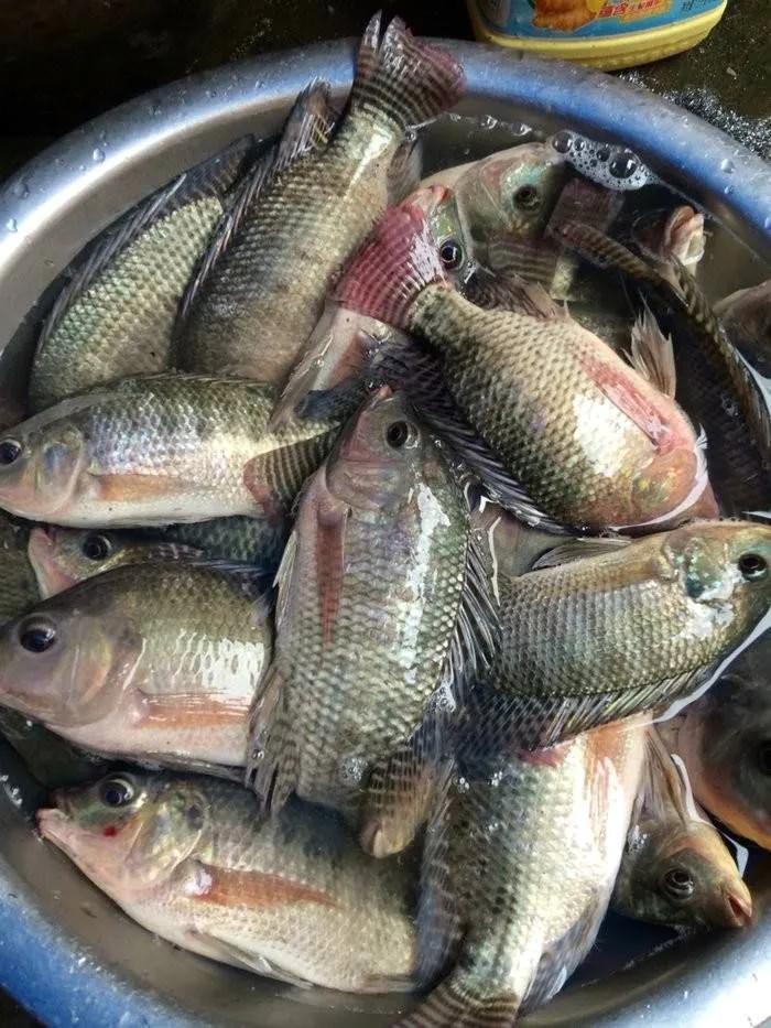 温柔的德牧视频,牧羊犬来福