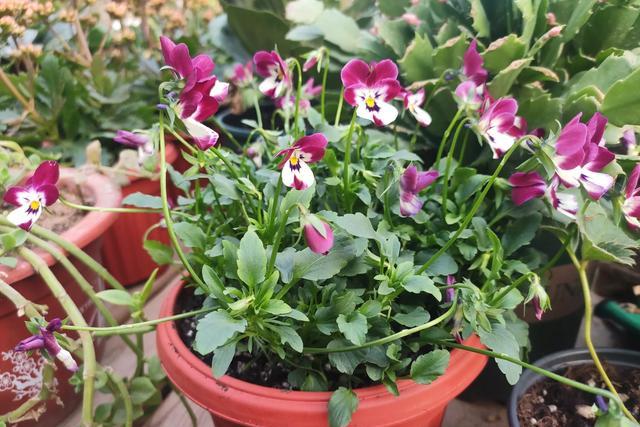 家庭养花技巧大全及养护方法,家里养花怎么养不活是家运不好吗