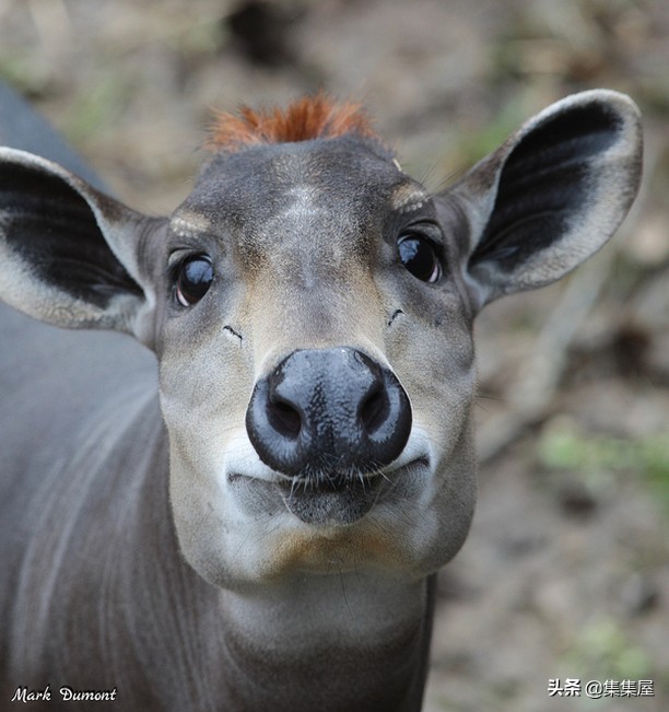 来自动物世界的22个有趣事实,动物世界中有什么有趣的现象