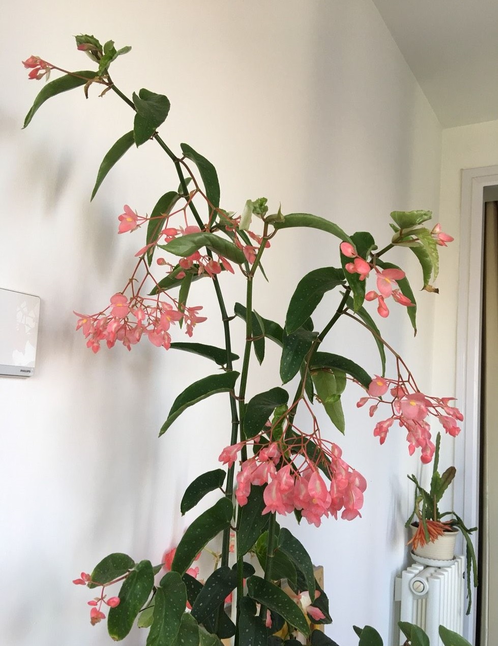 四季开花的盆栽竹节海棠怎么样,竹节海棠怎么养才能快速开花