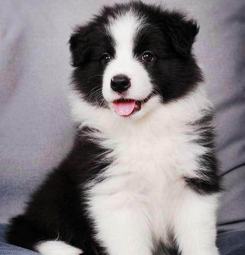 养母萨摩耶要注意什么,养母的金毛要注意什么