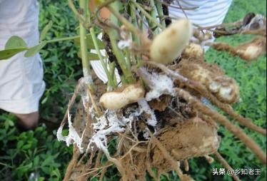 白绢病暴发期花生,花生地里白绢病用什么药最有效果