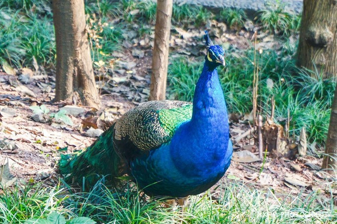 成都本地人去的最好吃的美食,中国姑娘吃成都美食