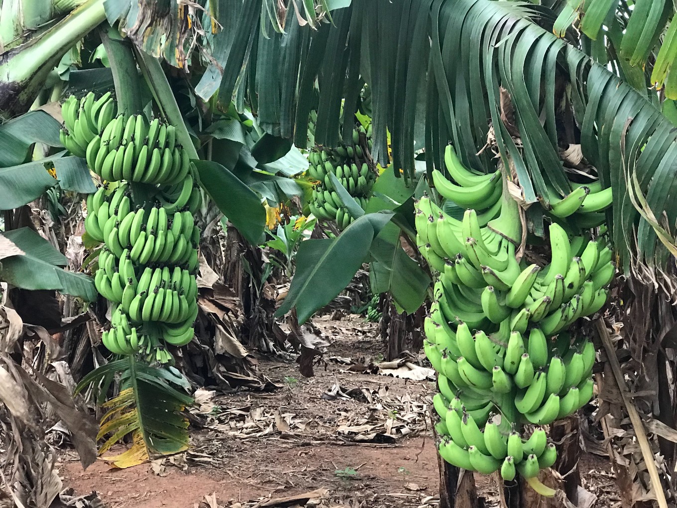北海旅游攻略北海哪点买海鲜便宜,北海旅游怎么玩最合适