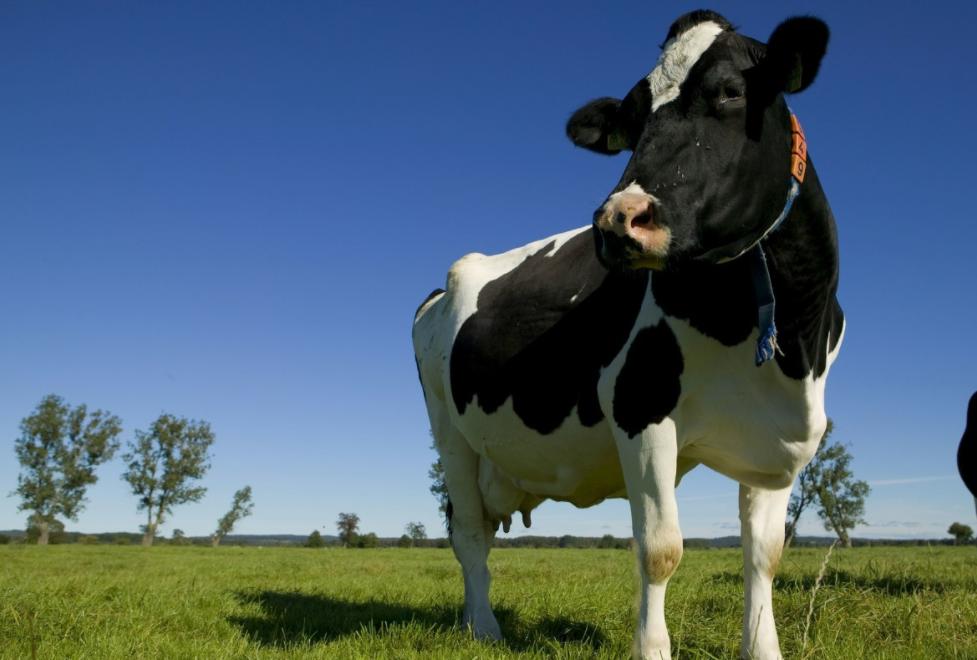 奶牛生完小牛掉胯怎么办,奶牛产完牛犊奶不多怎么回事