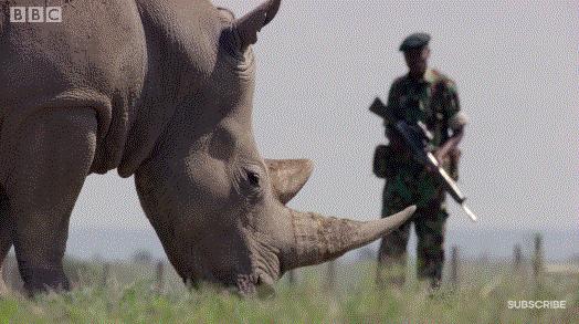 bbc封神,让很多人看一次哭一次的视频