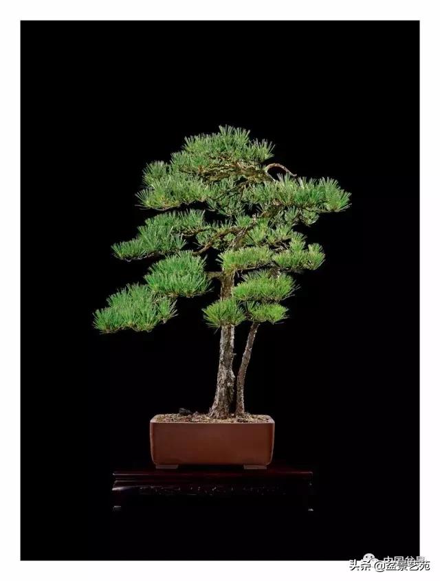 玩盆景必备栽种知识,观赏盆景的意境