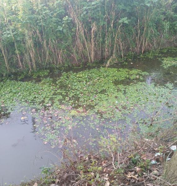 井水养殖龙虾,井水养殖淡水虾