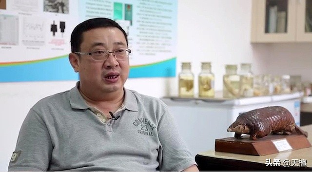 人与野生穿山甲的“交集”:5只能换一栋小楼房