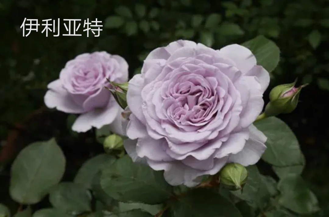 2020年木村卓功月季新品,木村卓功的月季都比较耐阴吗