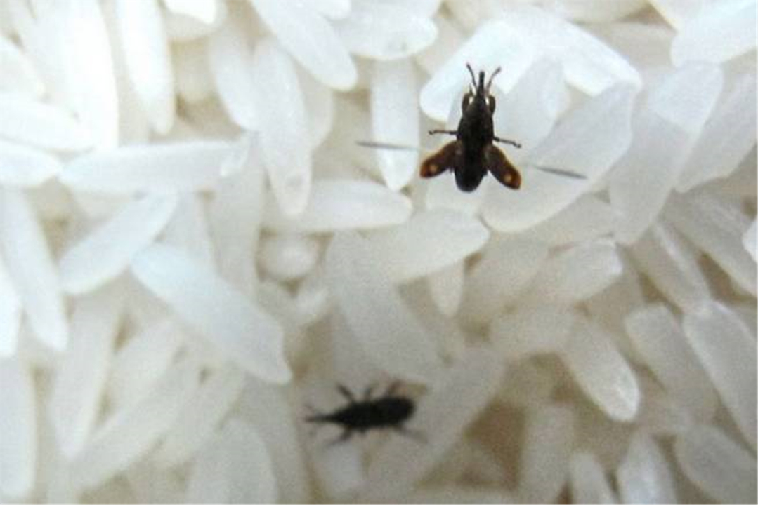 为什么密封好的大米还能长出虫子,大米里面为什么会长虫