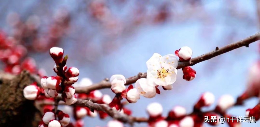我的家乡商丘夏邑,夏邑又多一处美景有山有水还有花