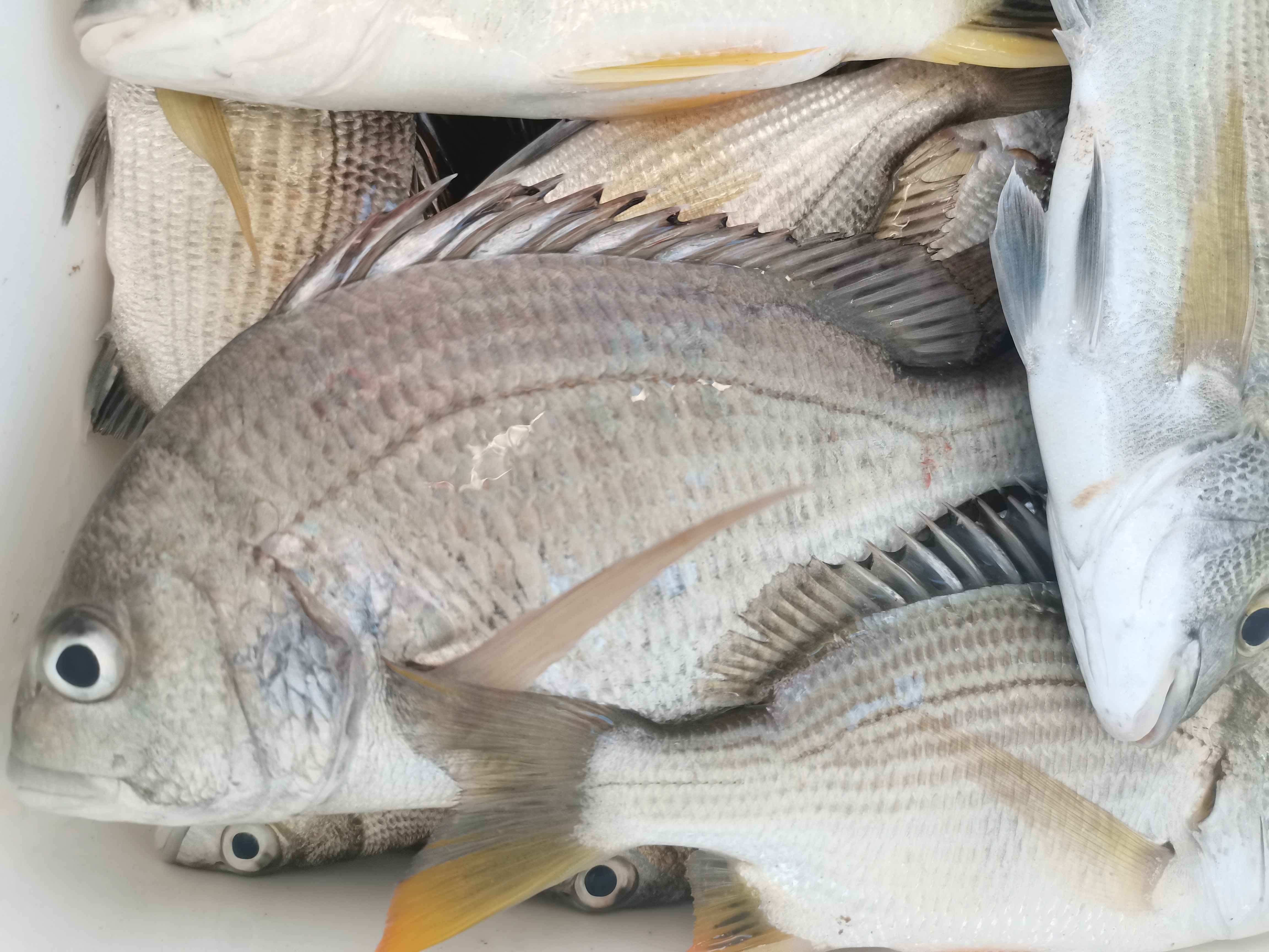 一天钓鱼最多能赚多少钱,一天能赚600-800块钱的工作