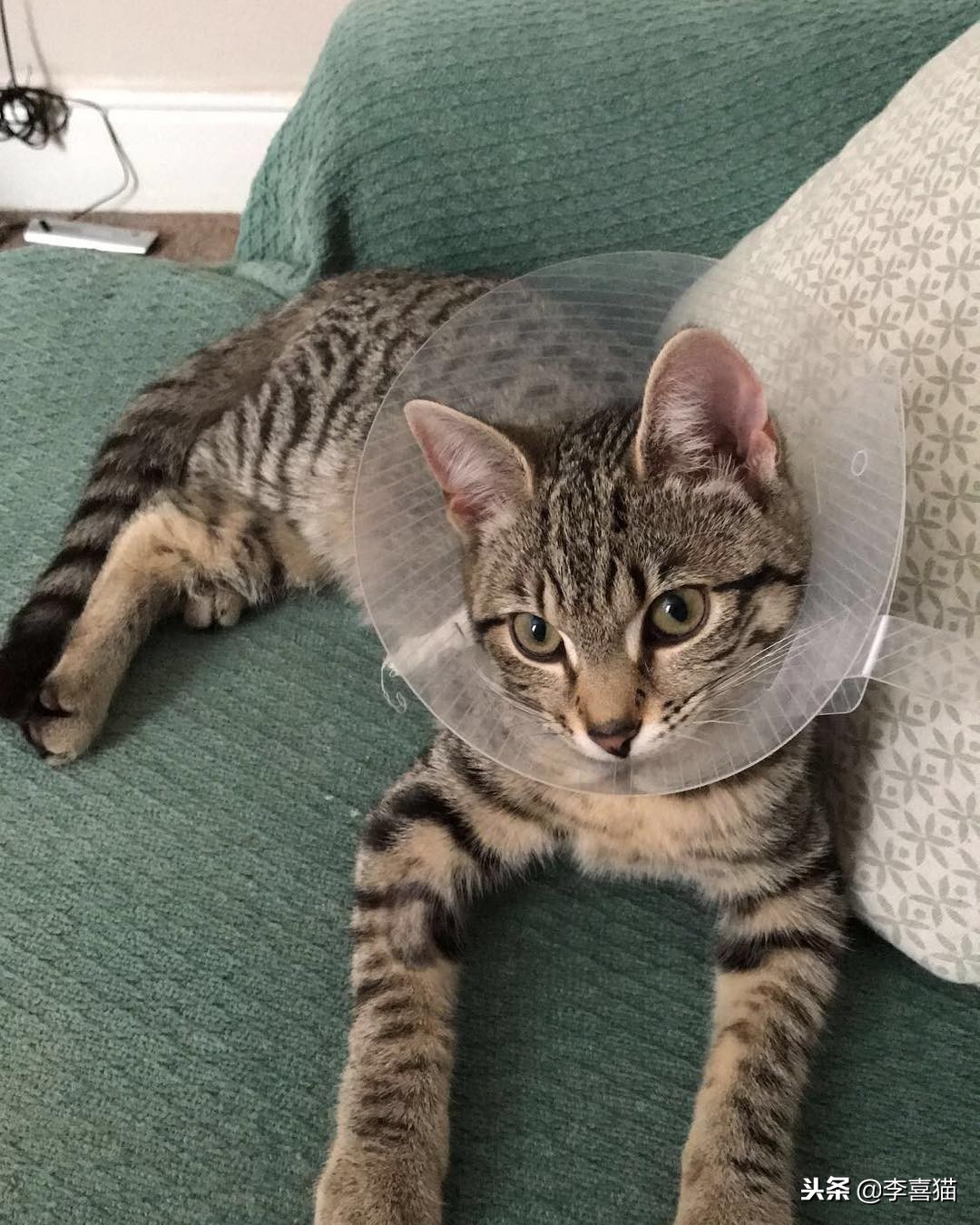 猫咪做完绝育有什么要注意的,猫咪做绝育手术后的注意事项