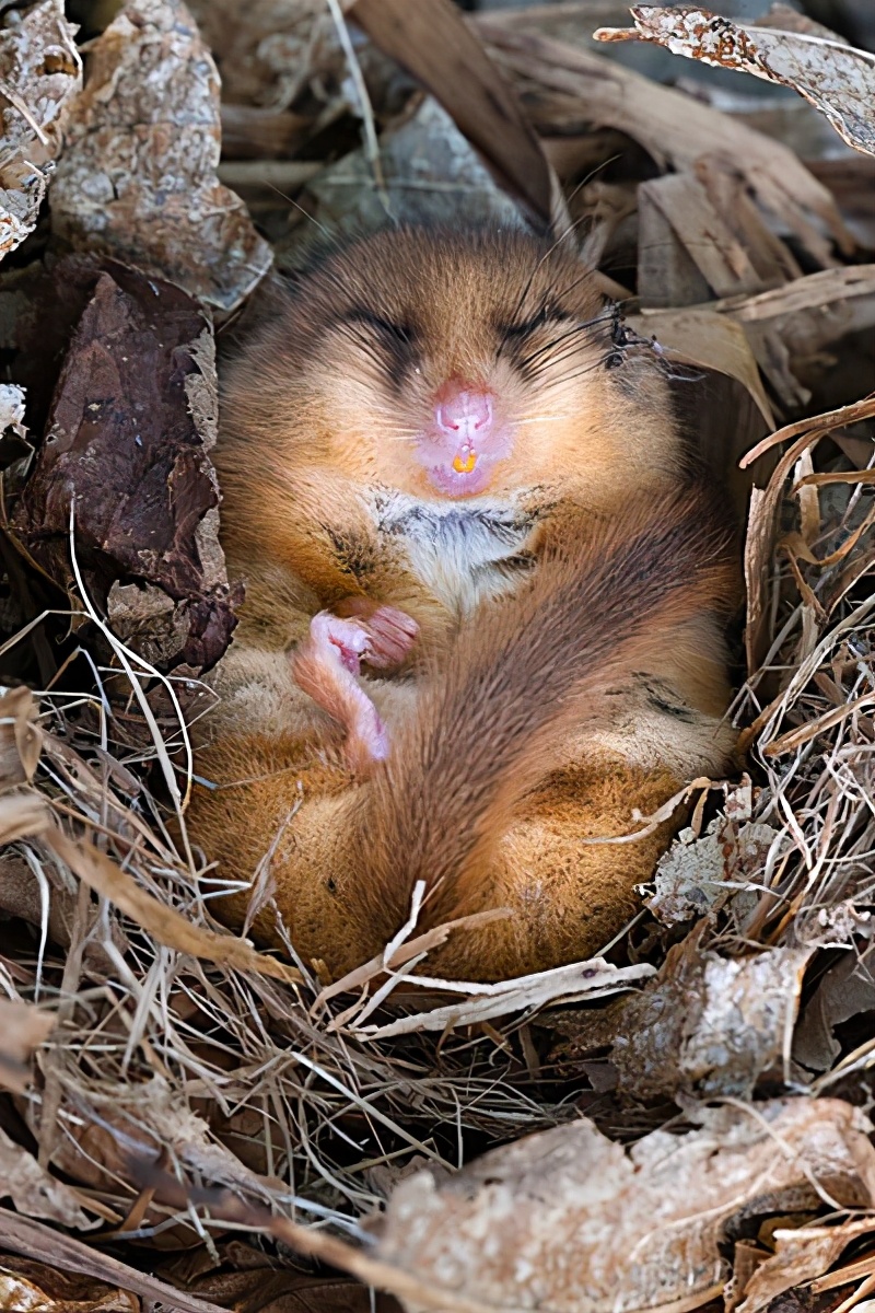 大梦谁先觉，平生我自知，冬眠睡足足，醒来吃吃吃：睡鼠