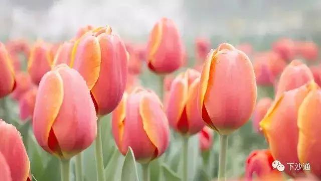 几十块钱玩一天,几十块钱玩一天天津