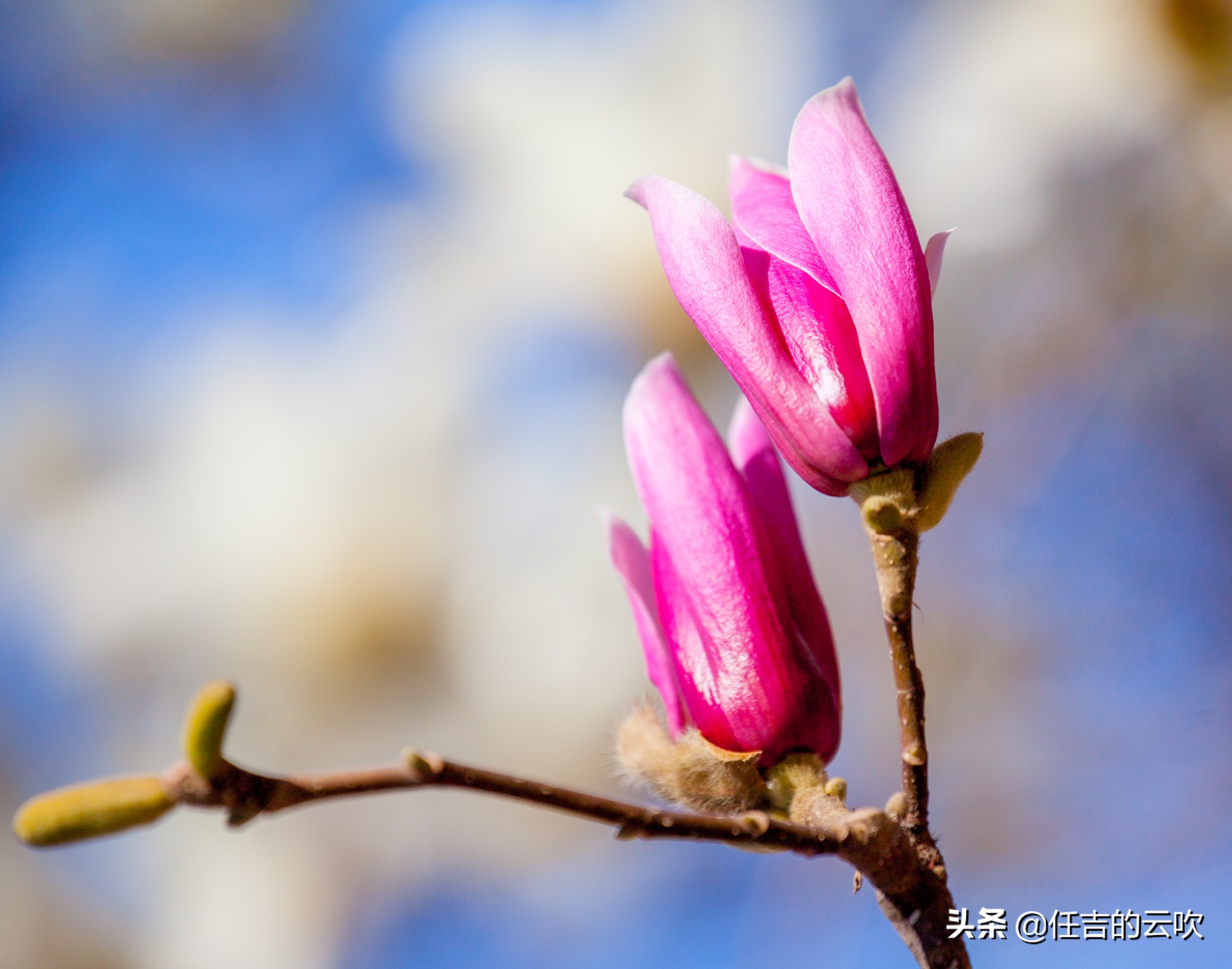 佳能70-300二代和胖白哪个好,佳能70-300l胖白