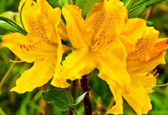 杜鹃花十大品种排名及图片欣赏,杜鹃花的品种有哪些图片