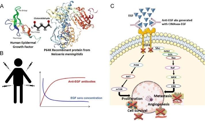 古巴癌症疫苗效果怎么样,古巴研究出癌细胞疫苗