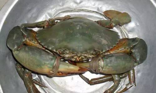 中国海鲜河鲜,市场河鲜海鲜种类大全