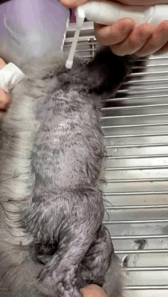 猫咪一不小心被水烫到,盘点猫咪被烫过的倒霉瞬间