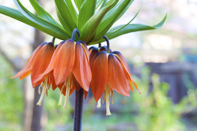 白术神曲党参功效,人参党参黄芪熟地山药的功效