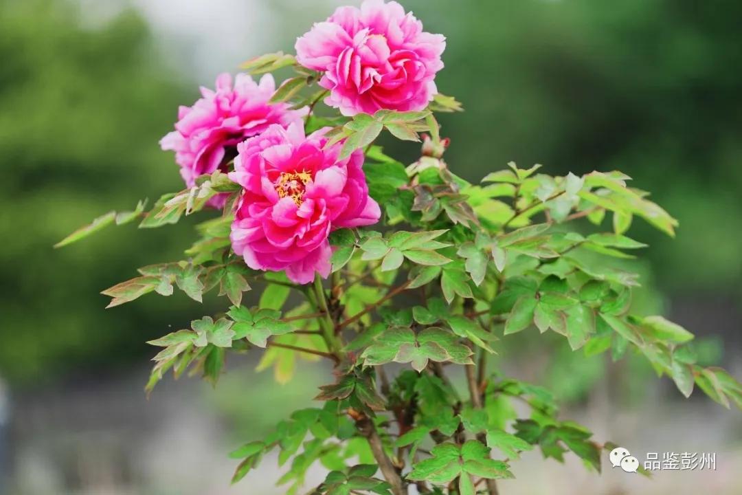 牡丹花开惹人醉鸟语花香,牡丹花开国色天香惹人醉