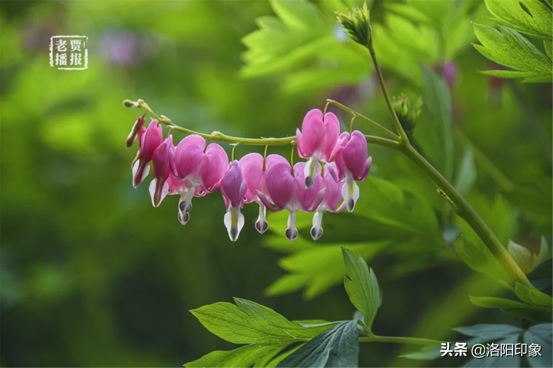 洛阳游玩资讯最新,洛阳旅游年票外地人可以办吗