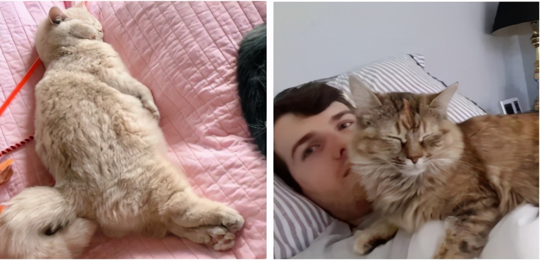 喂？110吗，我的钱都被猫咪骗走了