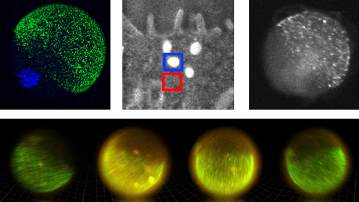 科学家发现精子与卵子,科学家发现精子和卵子