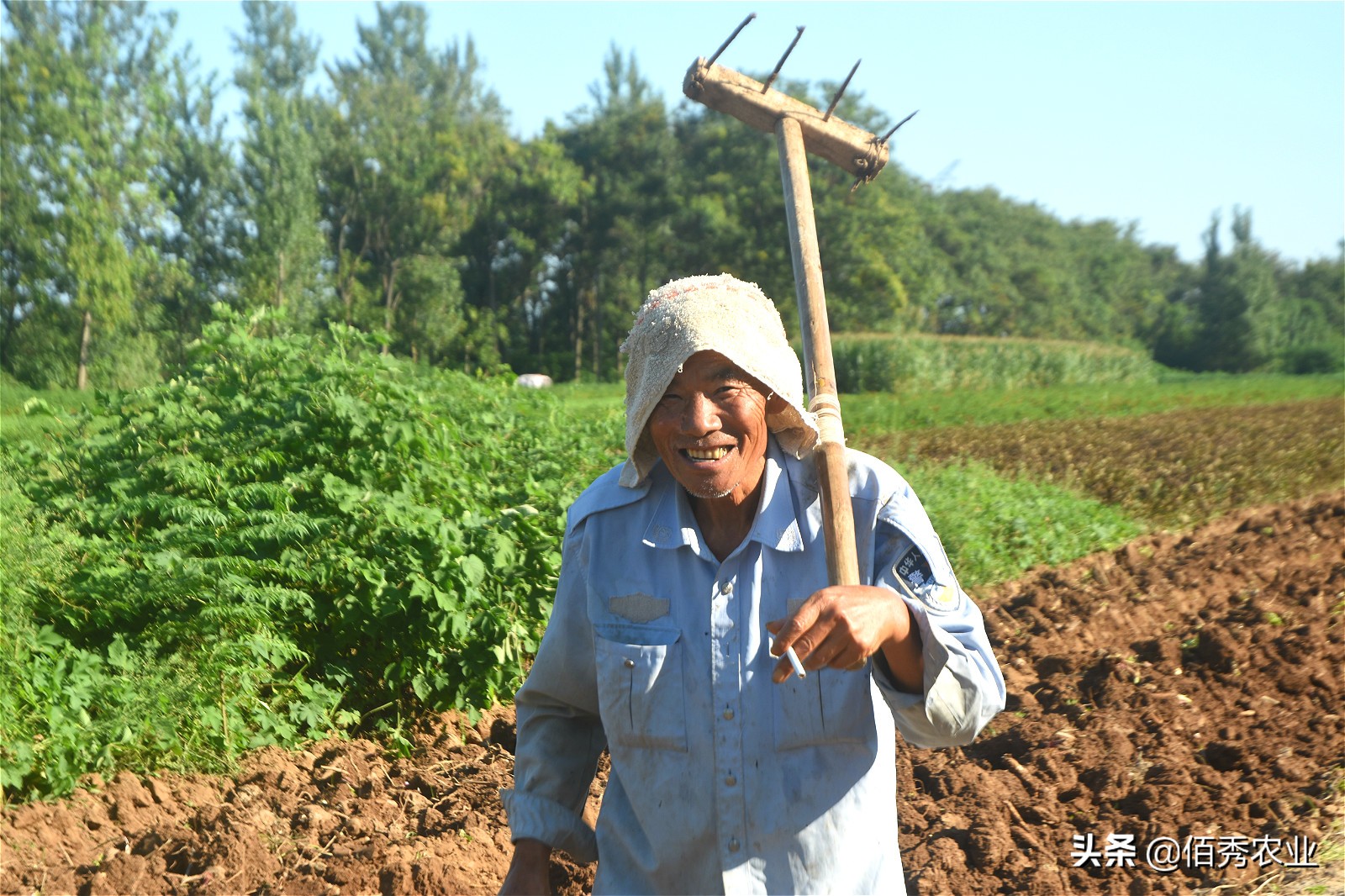 种植中药材一亩赚1万,中药材种植收益如何分配