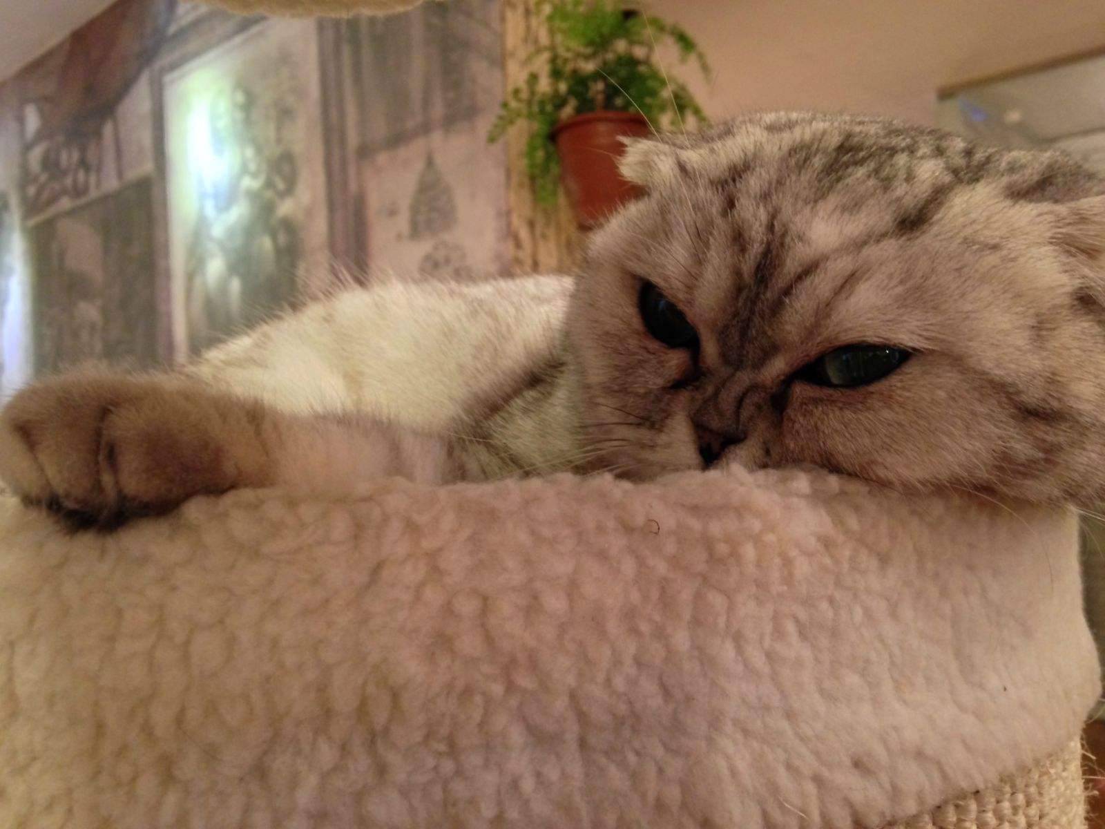 猫咪喵呜的叫是什么意思,猫咪喵的叫一声是什么意思