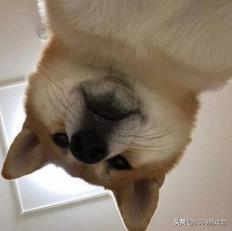 神游戏模拟器特性,神游戏模拟器新