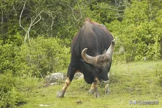 世界上体型最大的牛是什么,世界上体型最大的牛种